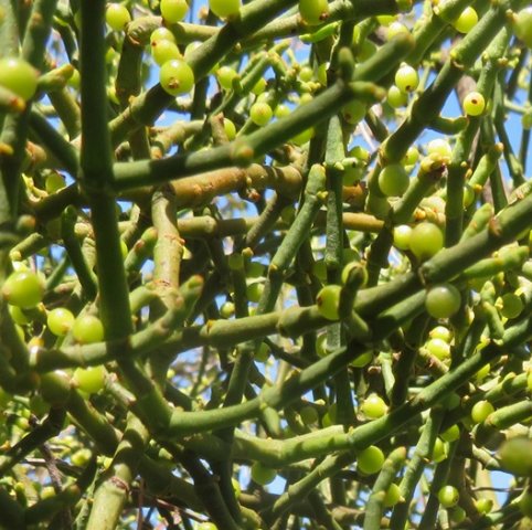 Viscum continuum stems